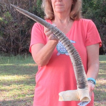 B-Grade African Female Sable Skull Plate with 27" Horns - $70