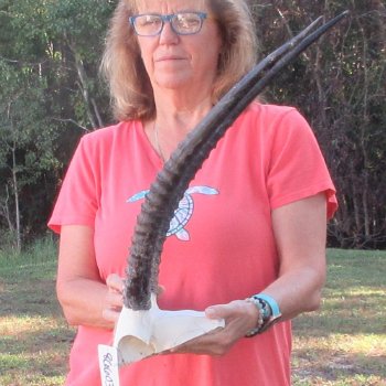 B-Grade African Female Sable Skull Plate with 22 & 23" Horns - $60