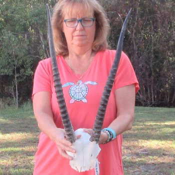 B-Grade African Female Sable Skull Plate with 22 & 23" Horns - $60