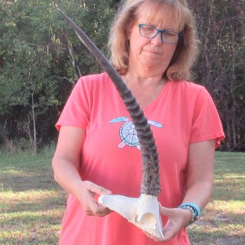 B-Grade African Female Sable Skull Plate with 22 & 23" Horns - $60