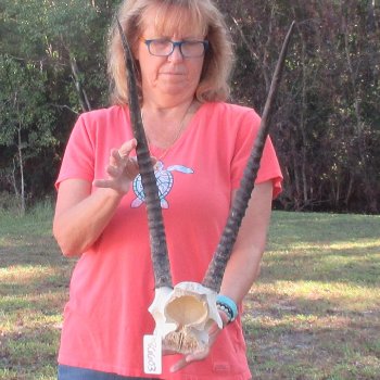 B-Grade African Female Sable Skull Plate with 22 & 23" Horns - $60