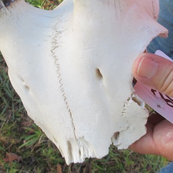 B-Grade African Female Sable Skull Plate with 22 & 23" Horns - $60