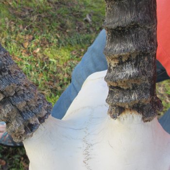 B-Grade African Female Sable Skull Plate with 22 & 23" Horns - $60