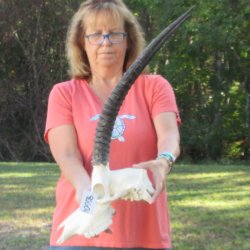 Craft-Grade African Female Sable Skull with 22 & 23" Horns - $75