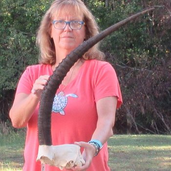 B-Grade African Female Sable Skull Plate with 30" Horns - $70