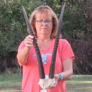 B-Grade African Female Sable Skull Plate with 30" Horns - $70