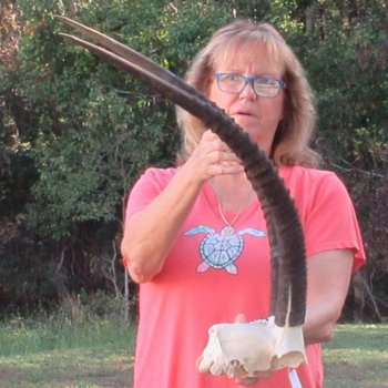 B-Grade African Female Sable Skull Plate with 30" Horns - $70