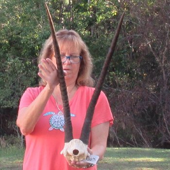B-Grade African Female Sable Skull Plate with 30" Horns - $70
