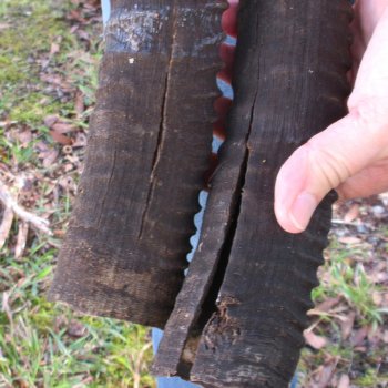 B-Grade African Female Sable Skull Plate with 30" Horns - $70