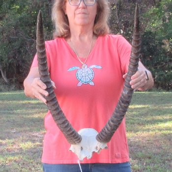 B-Grade Waterbuck Skull Plate with 25" Horns - $60