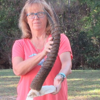 B-Grade Waterbuck Skull Plate with 25" Horns - $60