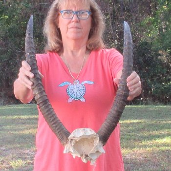 B-Grade Waterbuck Skull Plate with 25" Horns - $60
