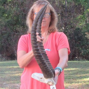 B-Grade Waterbuck Skull Plate with 25" Horns - $60