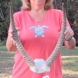 Waterbuck Skull Plate with 20" Horns - $95