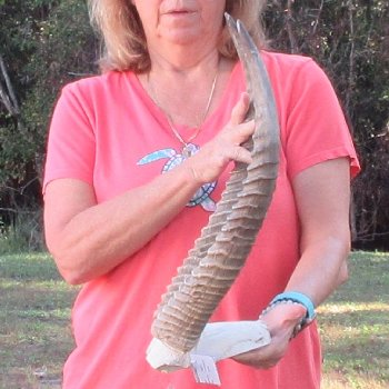 Waterbuck Skull Plate with 20" Horns - $95