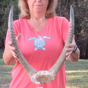 Waterbuck Skull Plate with 20" Horns - $95