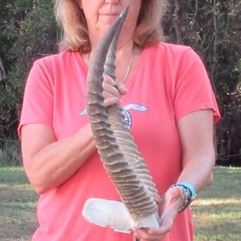 Waterbuck Skull Plate with 20" Horns - $95