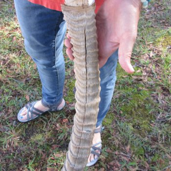 Waterbuck Skull Plate with 20" Horns - $95