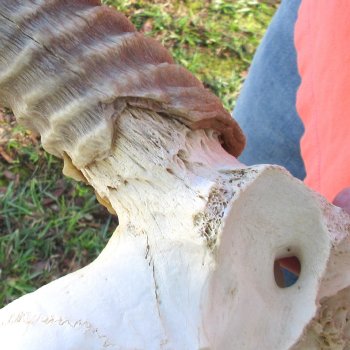 Waterbuck Skull Plate with 20" Horns - $95