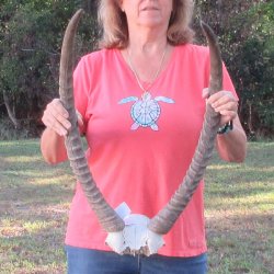 Waterbuck Skull Plate with 28" Horns - $95