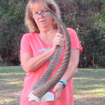 Waterbuck Skull Plate with 28" Horns