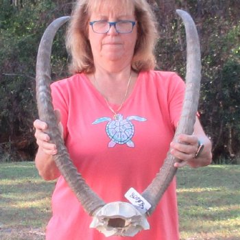 Waterbuck Skull Plate with 28" Horns