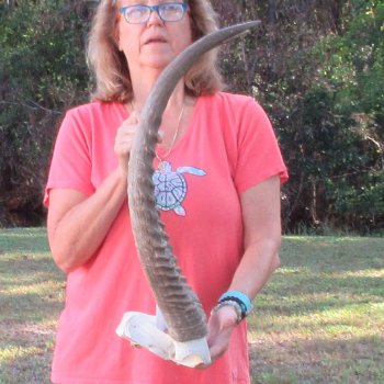 Waterbuck Skull Plate with 28" Horns