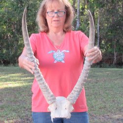 Waterbuck Skull Plate with 24 & 25" Horns - $95