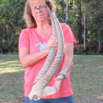 Waterbuck Skull Plate with 24" & 25" Horns
