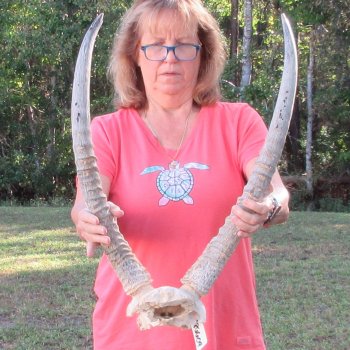 Waterbuck Skull Plate with 24" & 25" Horns