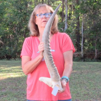 Waterbuck Skull Plate with 24" & 25" Horns