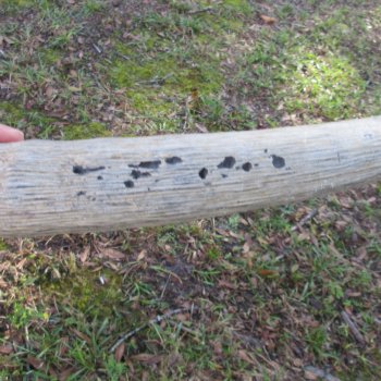 Waterbuck Skull Plate with 24" & 25" Horns