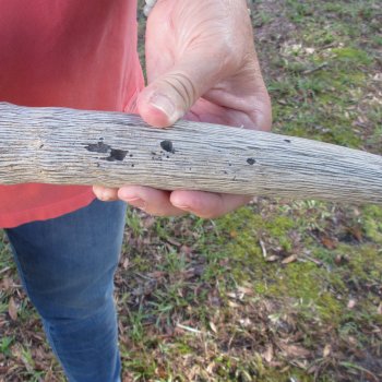 Waterbuck Skull Plate with 24" & 25" Horns