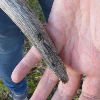 Waterbuck Skull Plate with 24" & 25" Horns