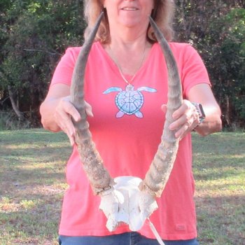 B-Grade Waterbuck Skull Plate with 20" Horns - $60