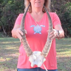 B-Grade Waterbuck Skull Plate with 20" Horns - $60