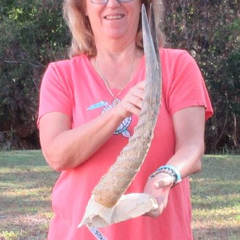 B-Grade Waterbuck Skull Plate with 20" Horns - $60