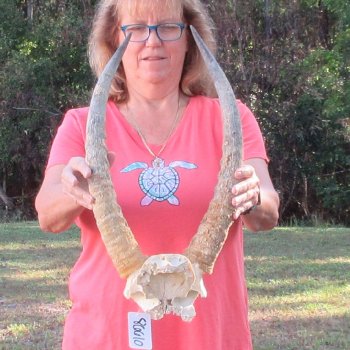 B-Grade Waterbuck Skull Plate with 20" Horns - $60