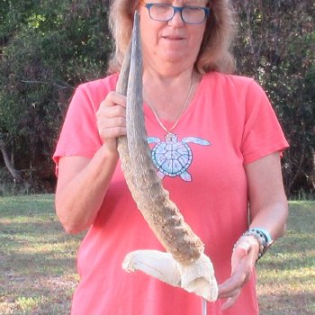 B-Grade Waterbuck Skull Plate with 20" Horns - $60