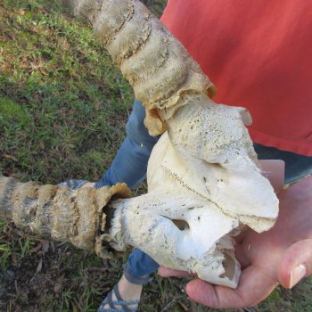 B-Grade Waterbuck Skull Plate with 20" Horns - $60