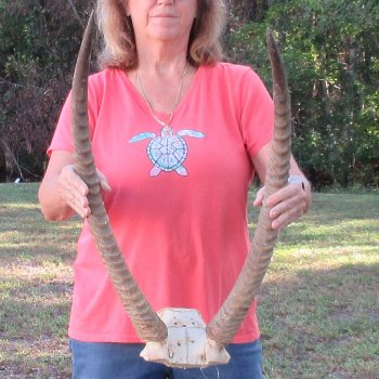 B-Grade Waterbuck Skull Plate with 26" Horns - $60