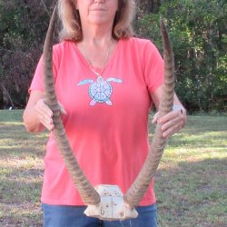 B-Grade Waterbuck Skull Plate with 26" Horns - $60