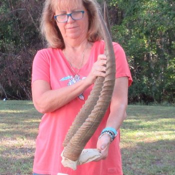 B-Grade Waterbuck Skull Plate with 26" Horns - $60