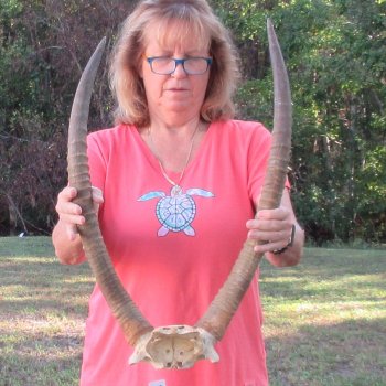 B-Grade Waterbuck Skull Plate with 26" Horns - $60