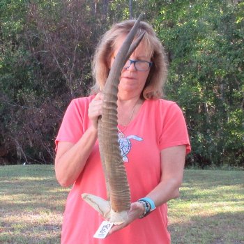B-Grade Waterbuck Skull Plate with 26" Horns - $60