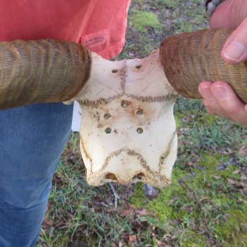 B-Grade Waterbuck Skull Plate with 26" Horns - $60