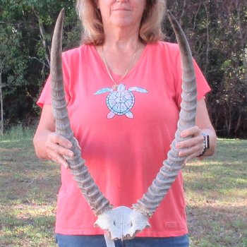 Waterbuck Skull Plate with 26 & 27" Horns - $95