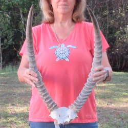 Waterbuck Skull Plate with 26 & 27" Horns - $95