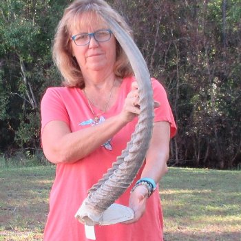 Waterbuck Skull Plate with 26 & 27" Horns - $95