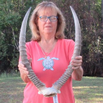 Waterbuck Skull Plate with 26 & 27" Horns - $95